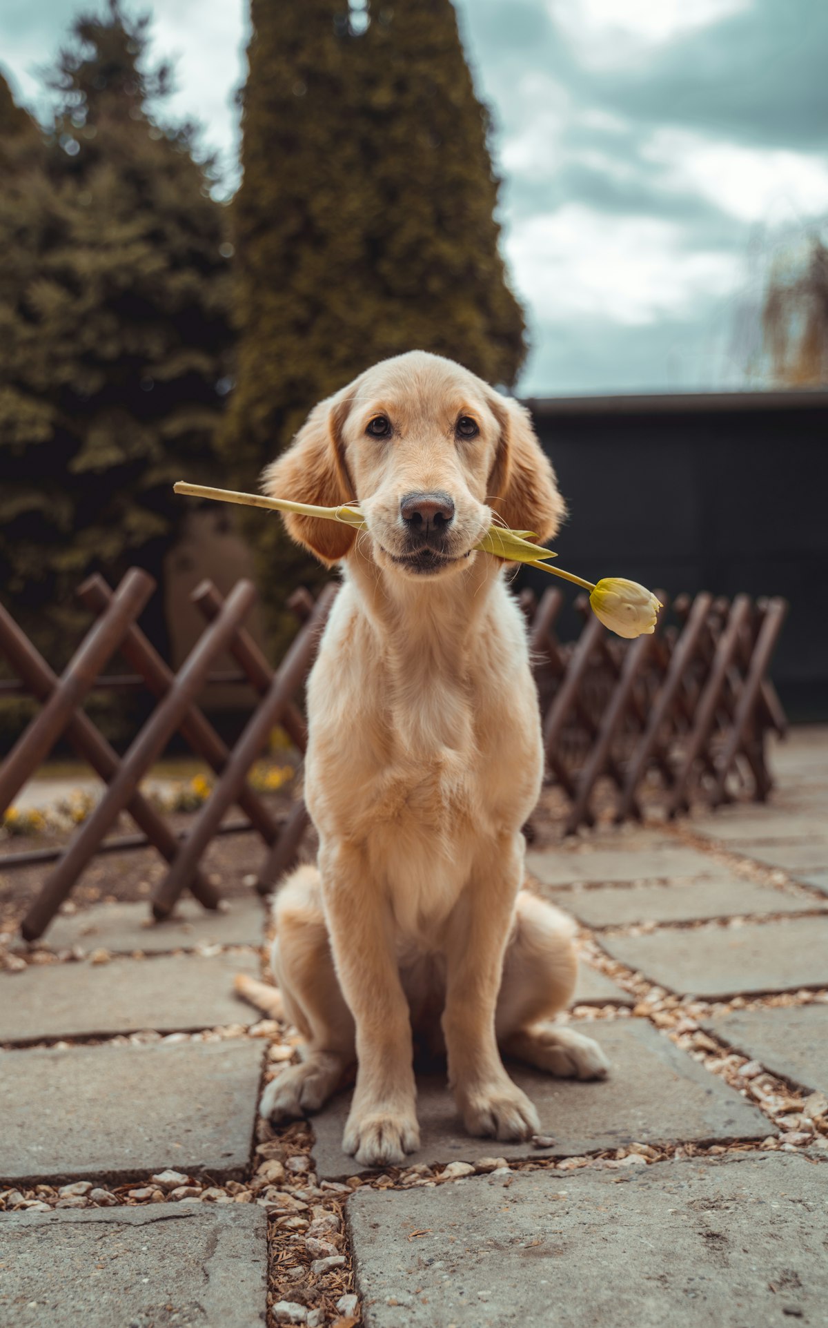 Golden retriever puppy toiletté au salon