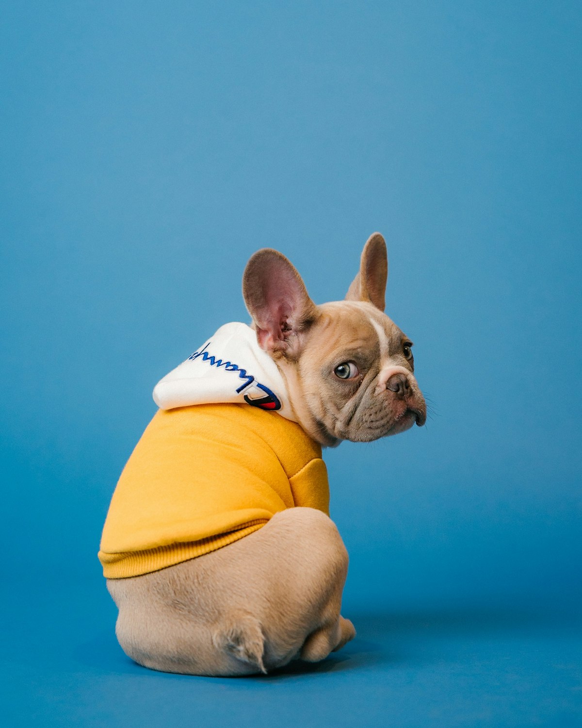 Bouledogue français après soin